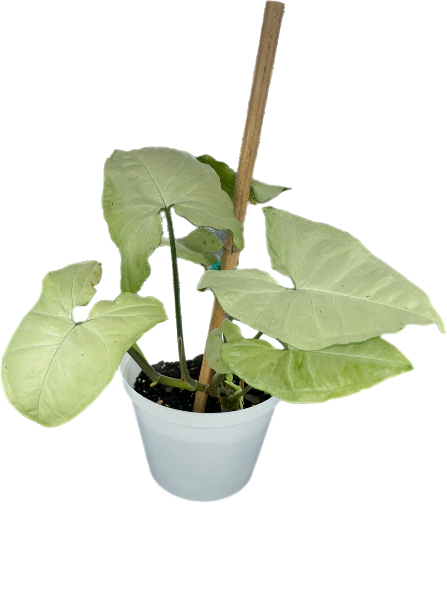 Syngonium moon shine
