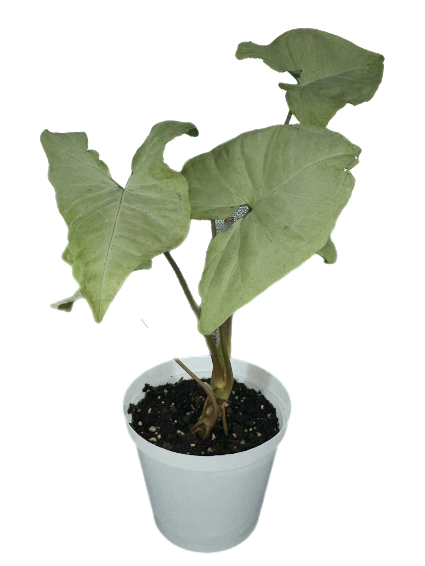 Syngonium moon shine
