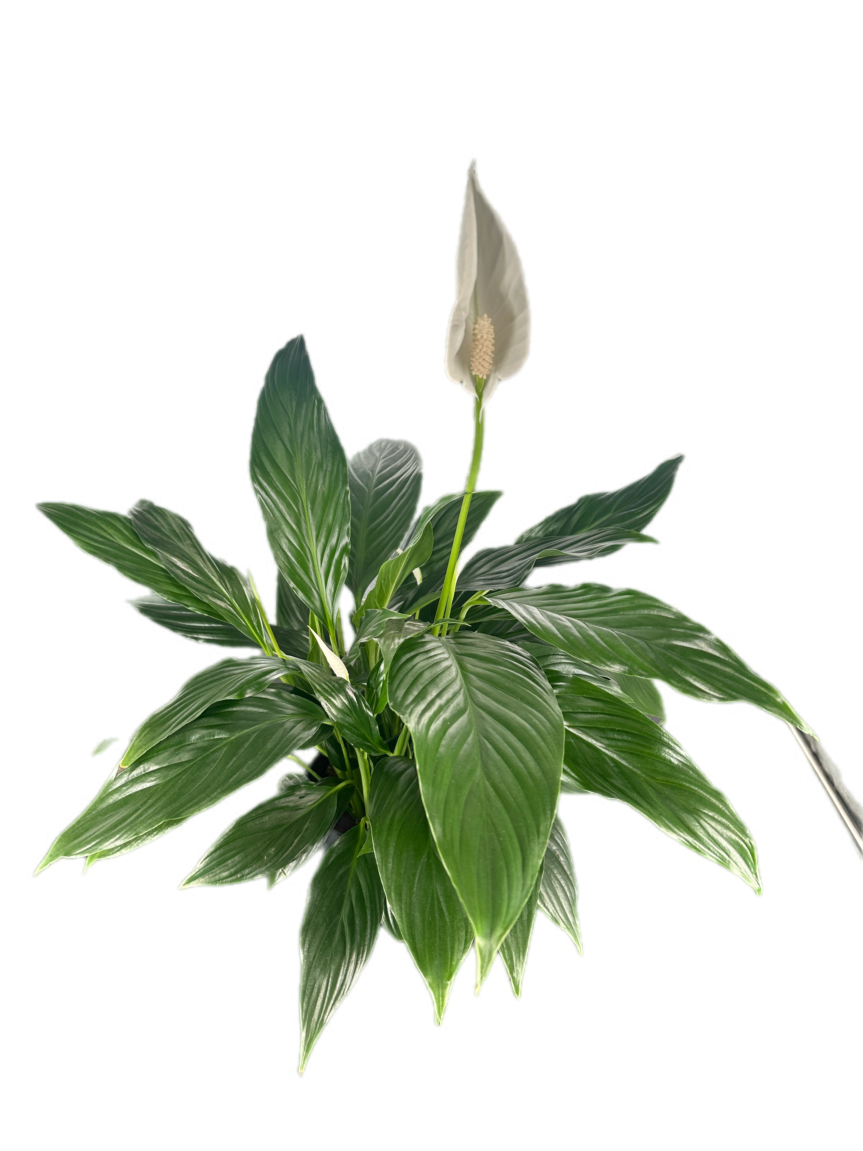 starlight peace lily Peace Lily – Wonderland Lifestyle Nursery
