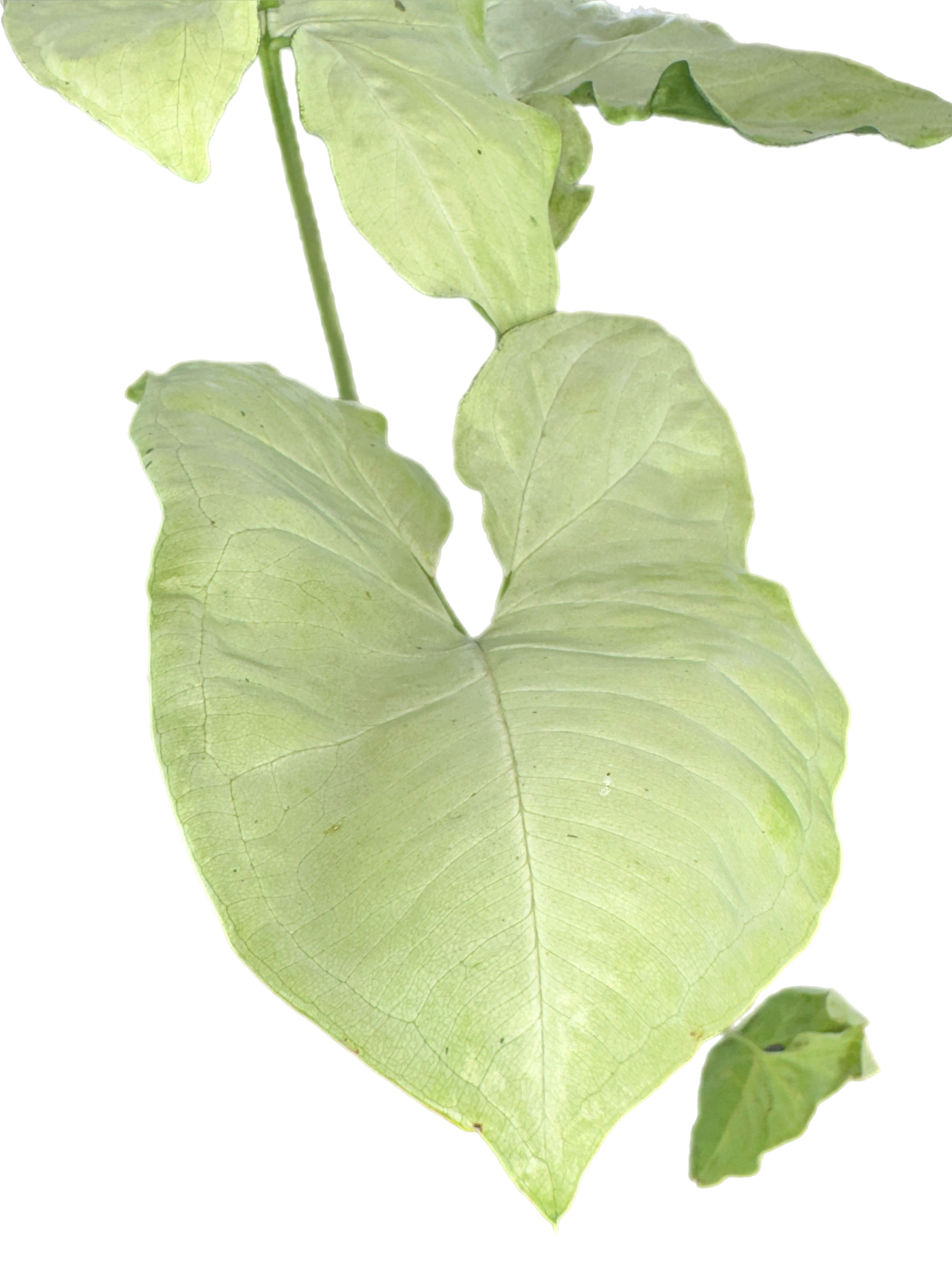 Syngonium moon shine