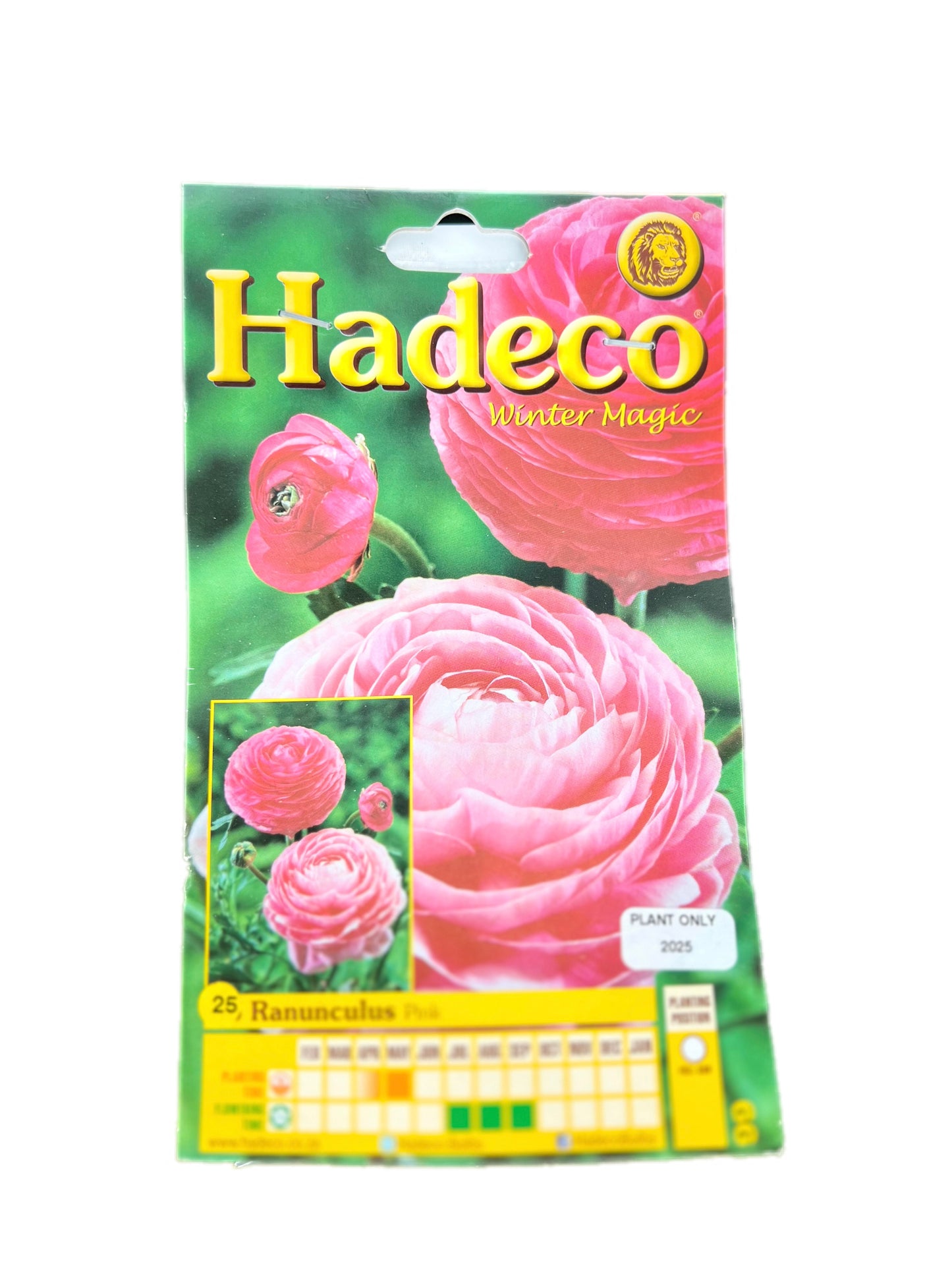Packet of 25 pink Ranunculus bulbs from Hadeco's Winter Magic range