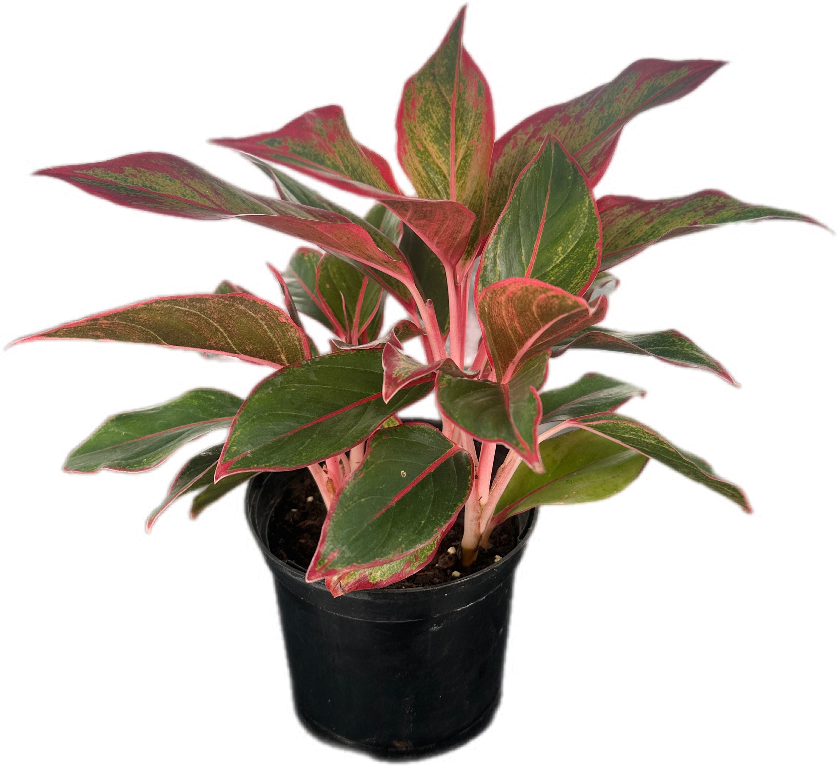 aglaonema king of siam Aglaonema 'King of Siam' – Wonderland Lifestyle Nursery