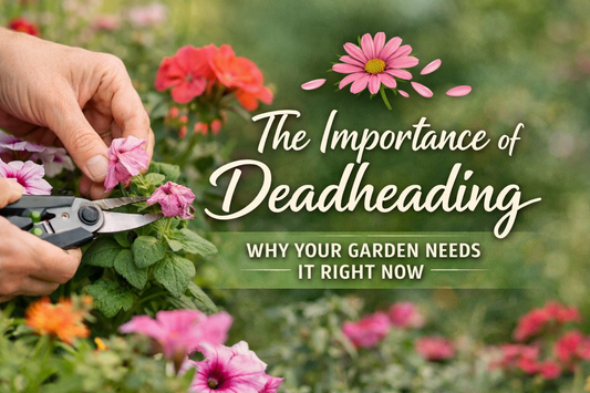 The Importance of Deadheading — And Why Your Garden Needs It Right Now.