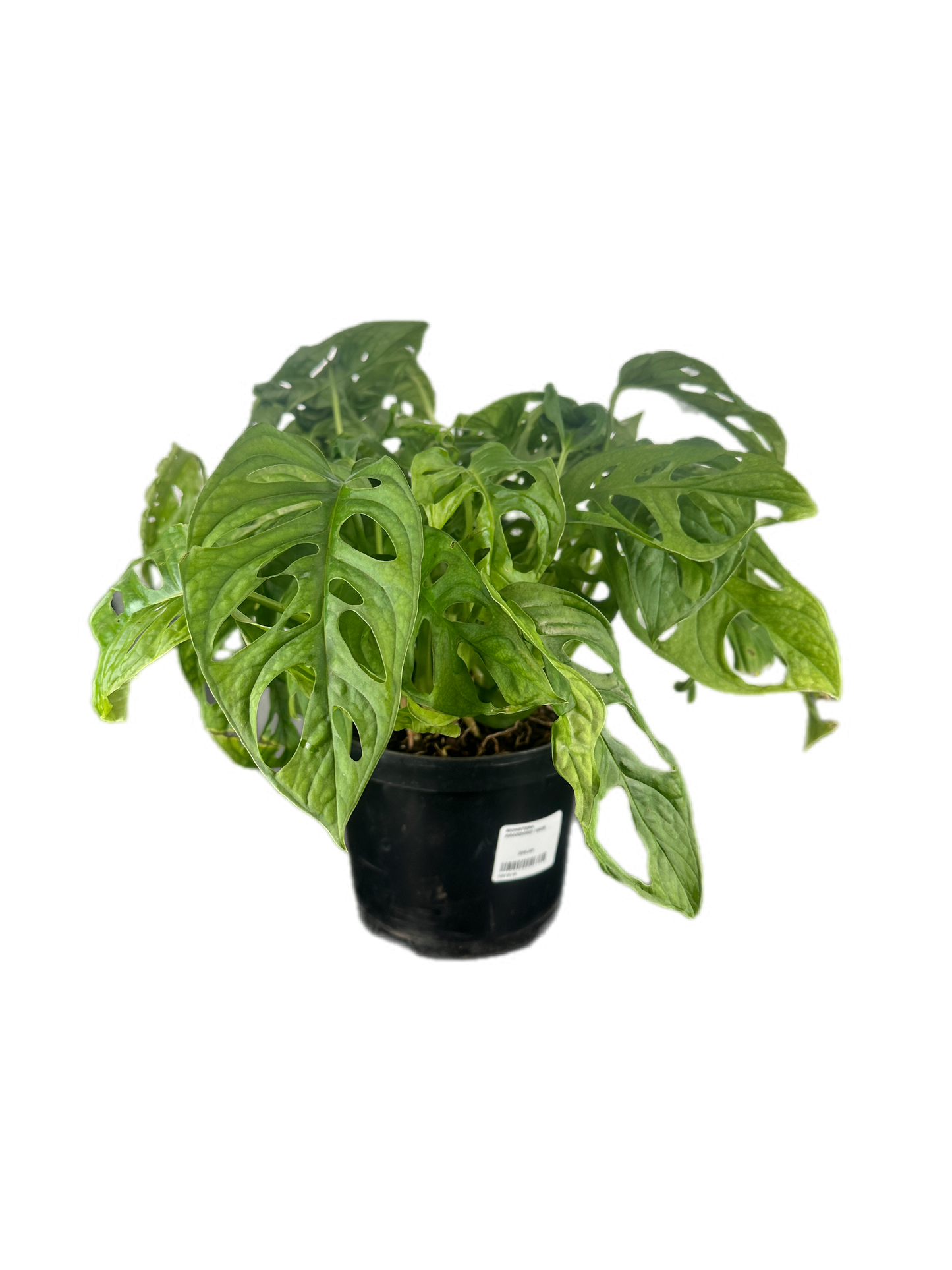 Monstera Adansonii