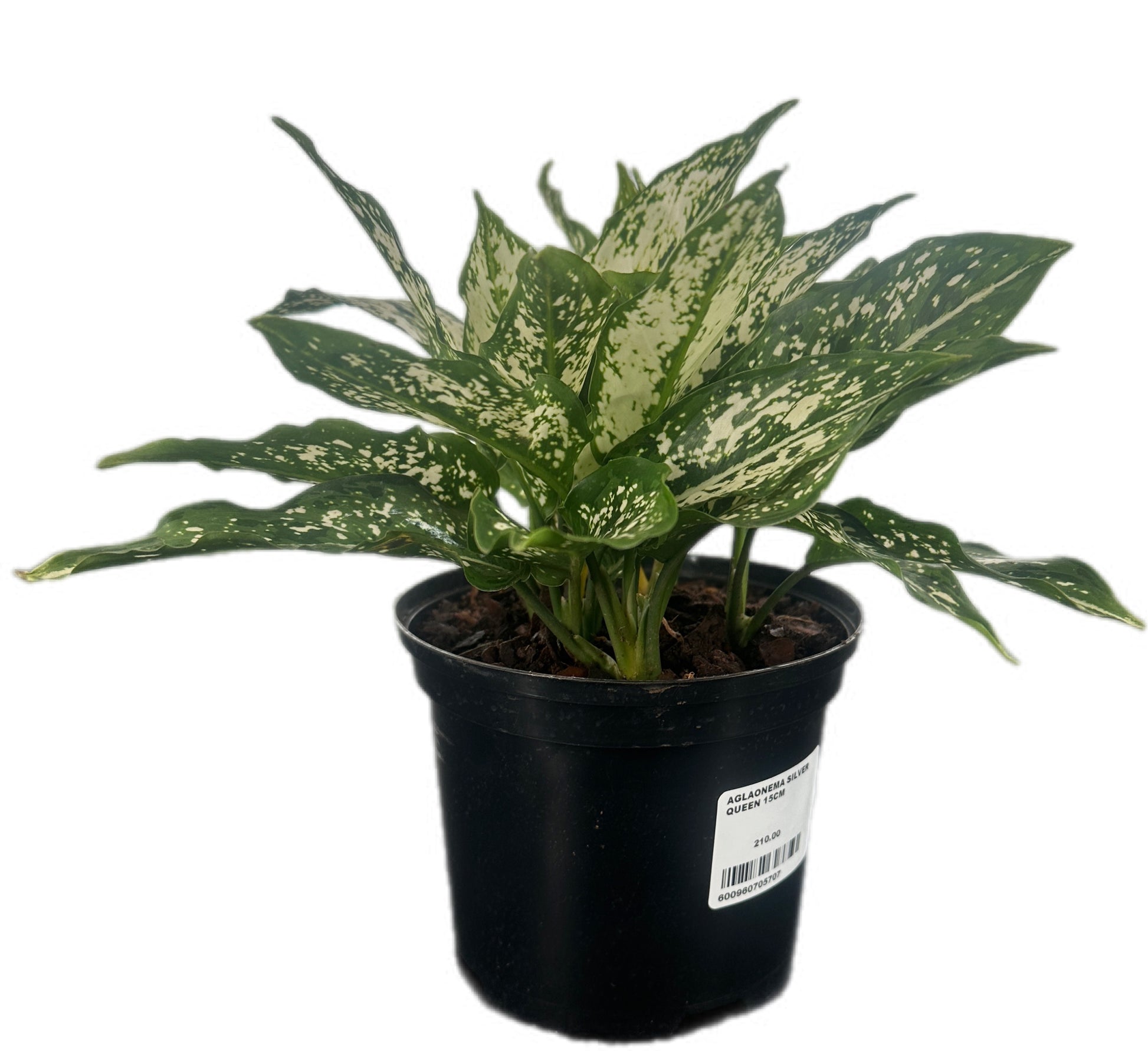 Aglaonema Brevispatha in a 15cm black nursery pot with green and white speckled foliage