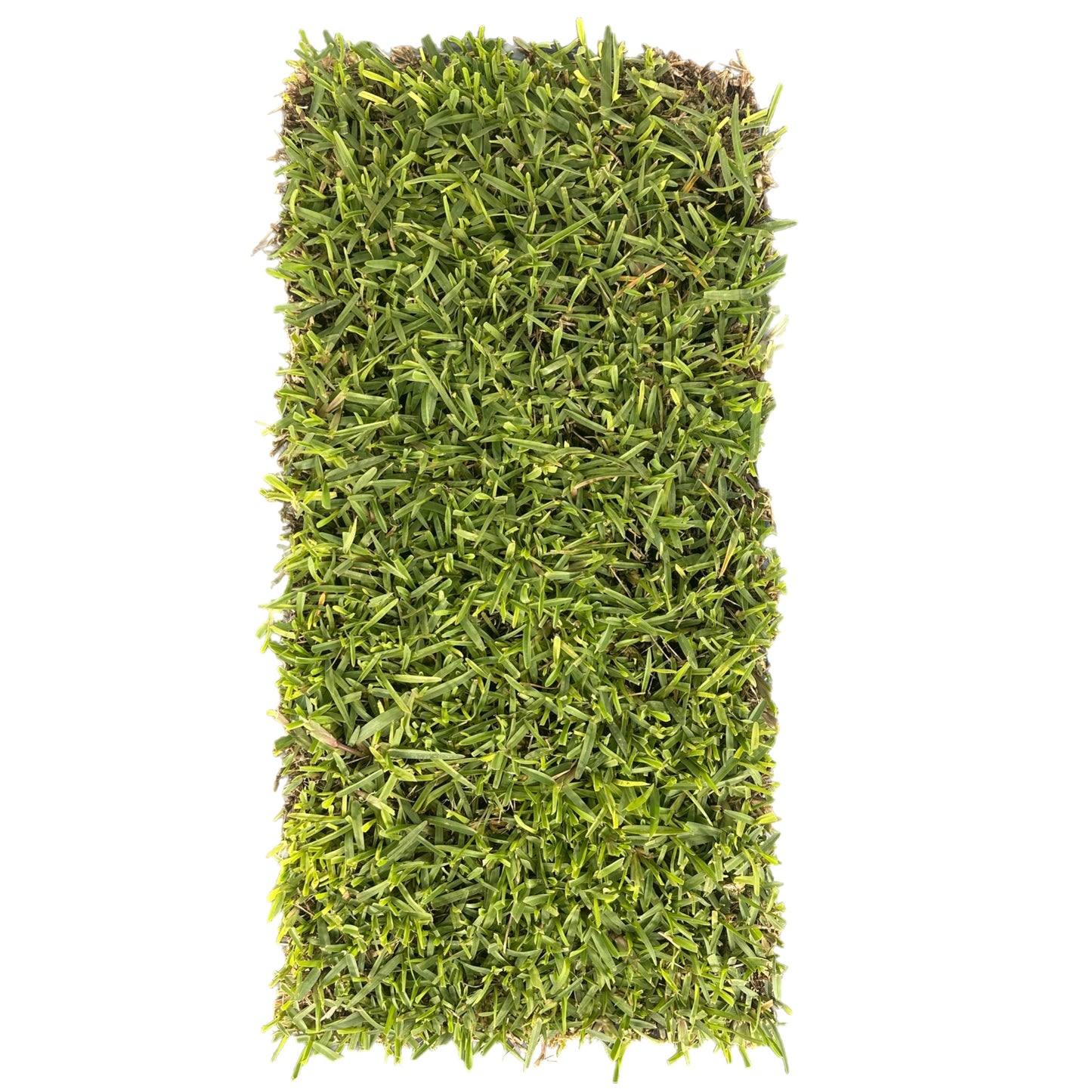 Top-down view of dense Buffalo grass tray with 200 plugs