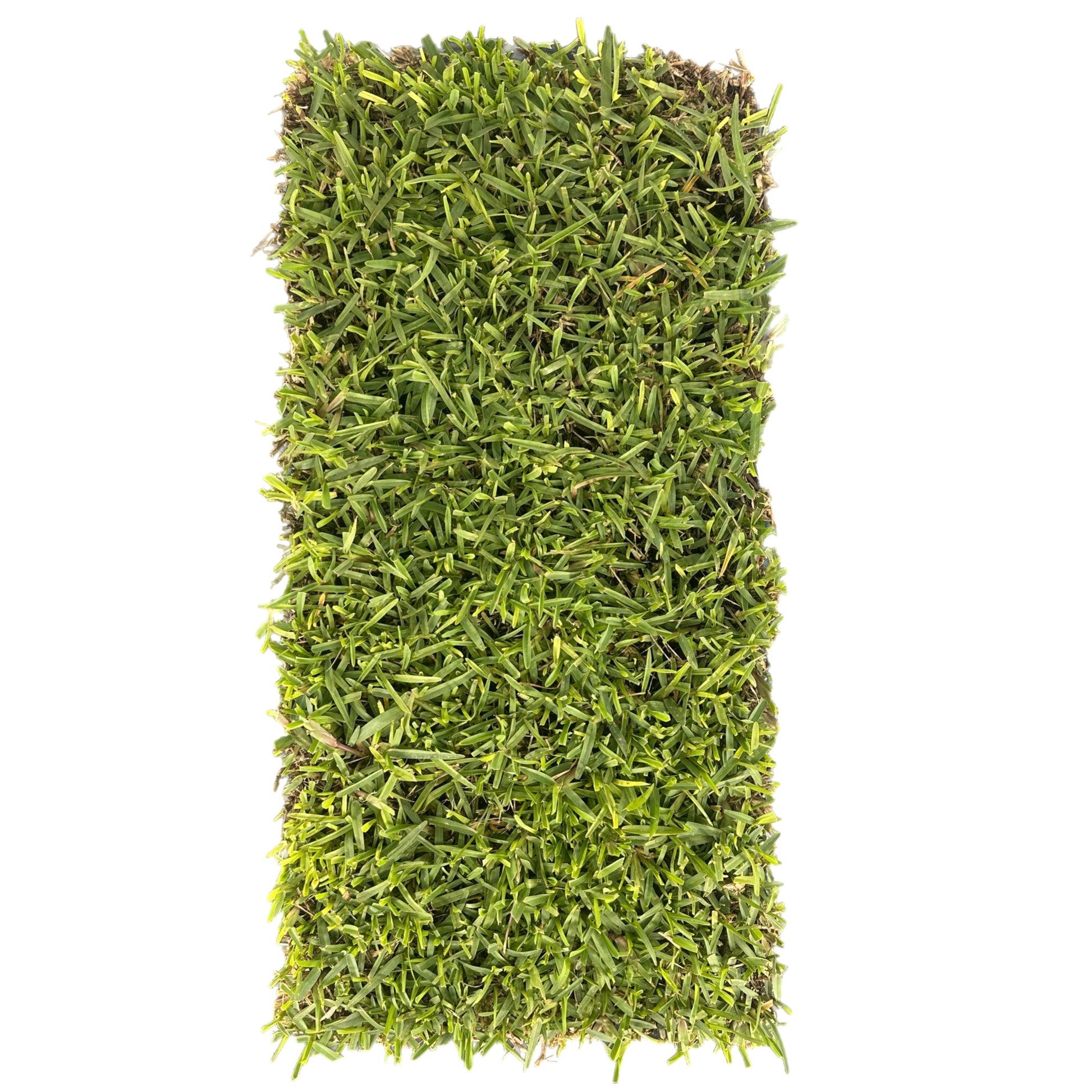 Top-down view of dense Buffalo grass tray with 200 plugs