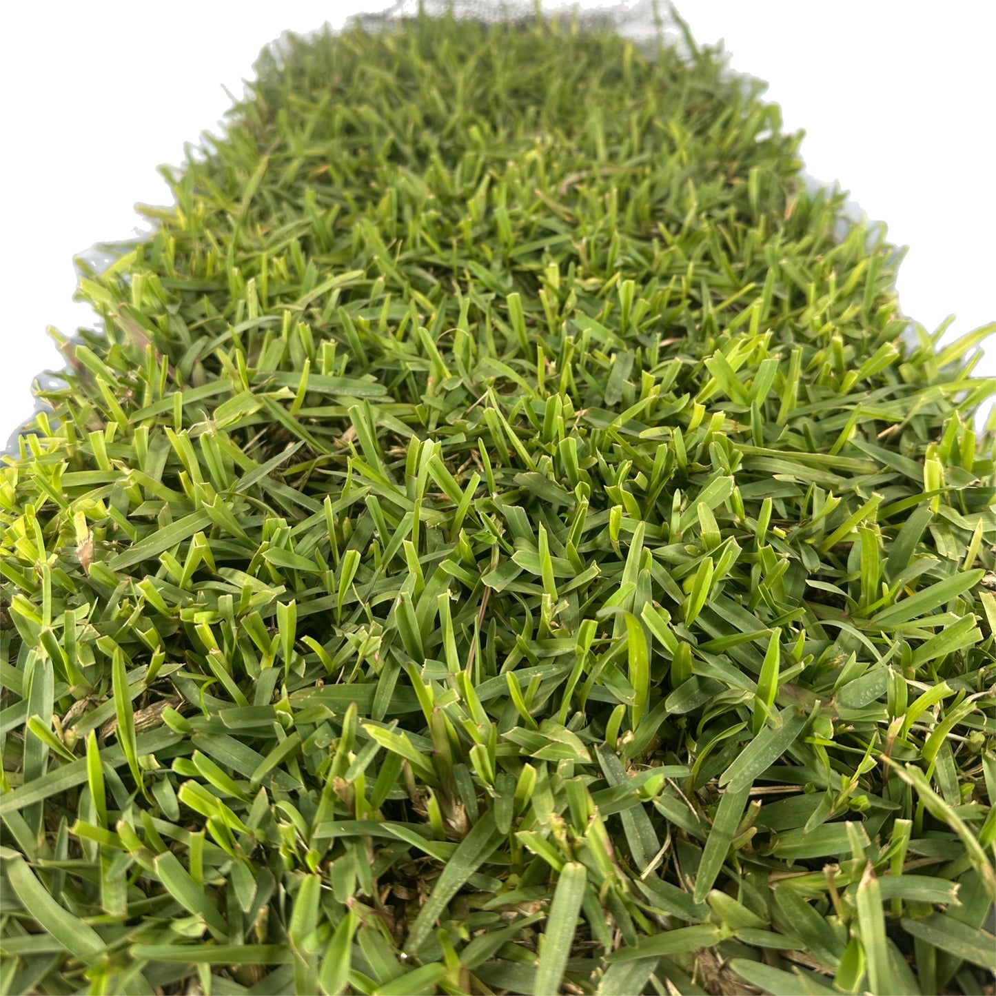 Close-up vertical view of a dense mat of mature Buffalo grass