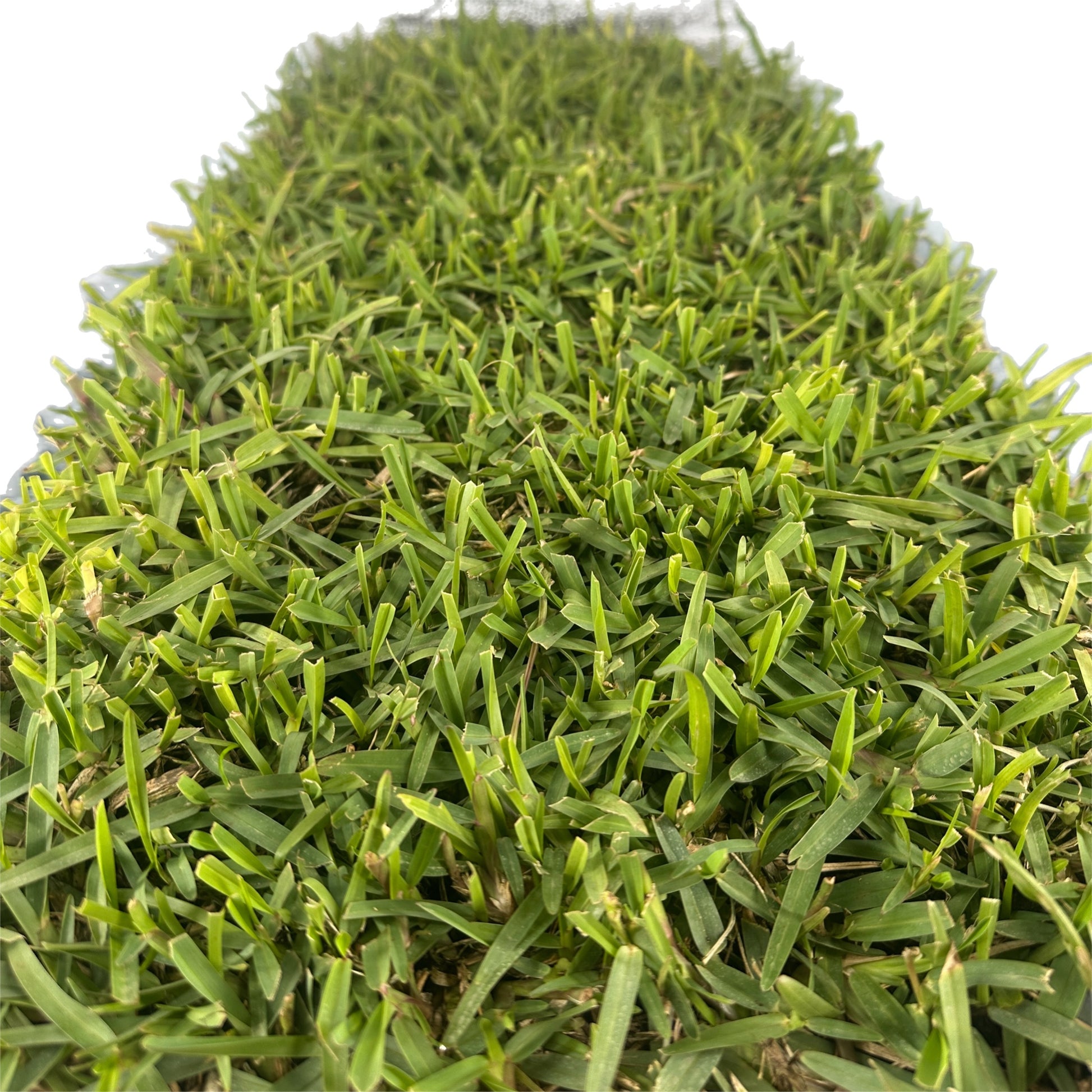 Close-up vertical view of a dense mat of mature Buffalo grass