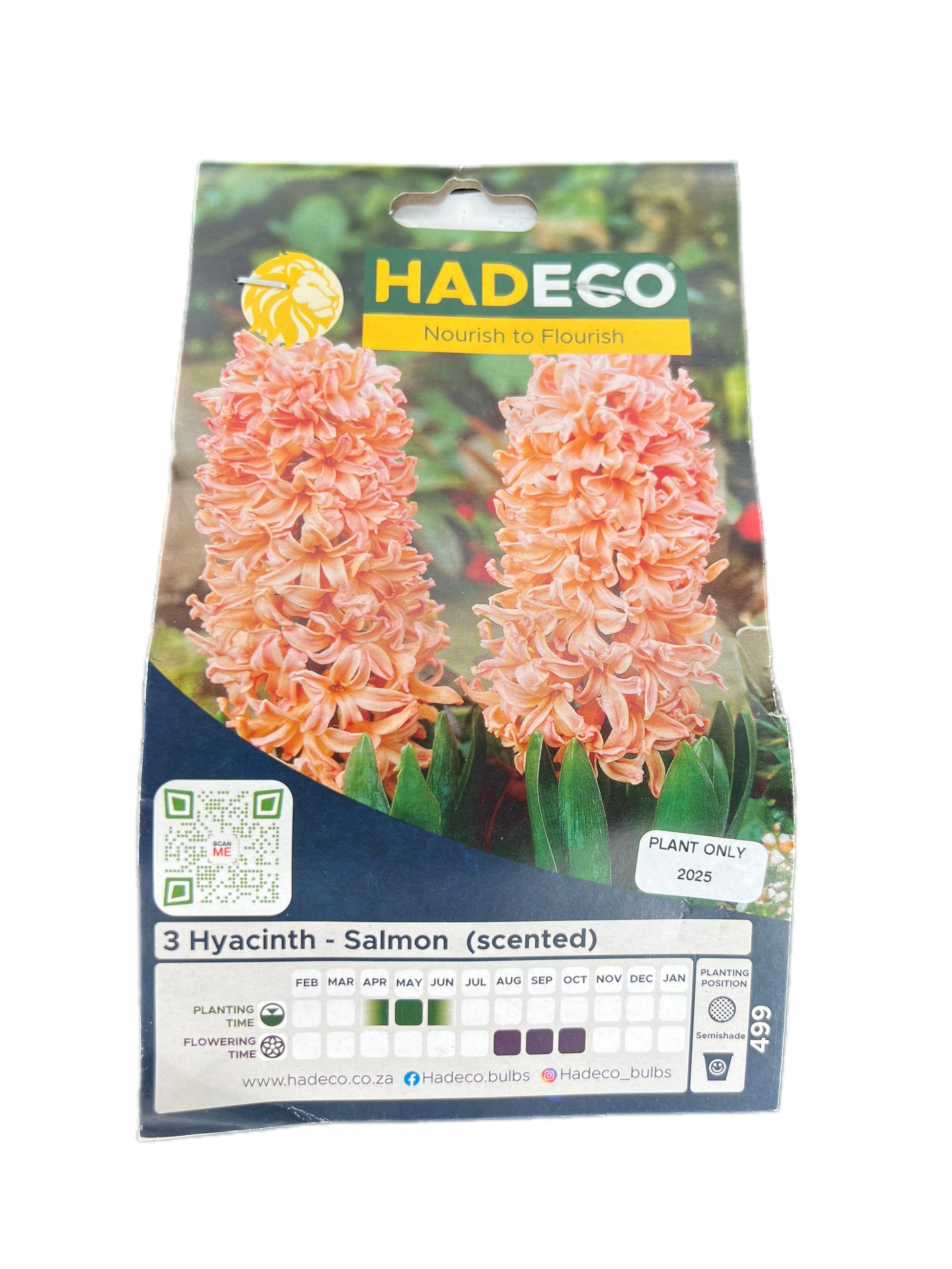 Pack of 3 Hadeco salmon-colored scented hyacinth bulbs for planting and flowering