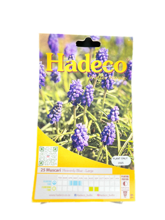 Hadeco pack of 25 Muscari 'Heavenly Blue' large flower bulbs for planting