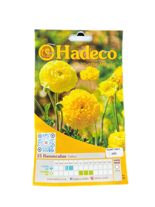 Hadeco bulb pack containing 25 yellow Ranunculus flowers – bright, ruffled blooms perfect for cheerful spring gardens
