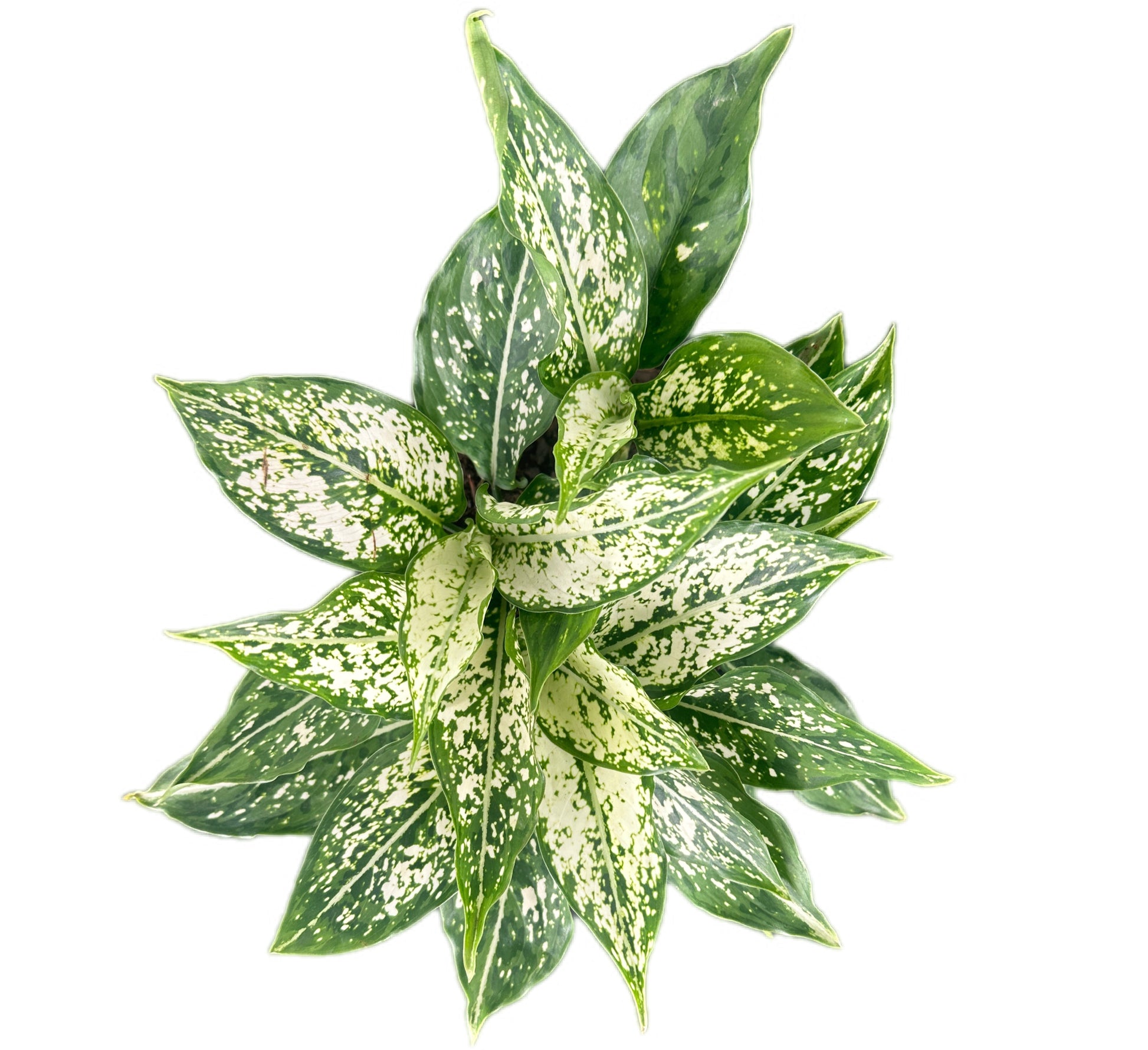 Close-up top view of Aglaonema Brevispatha showcasing its lush, speckled green and white leaves
