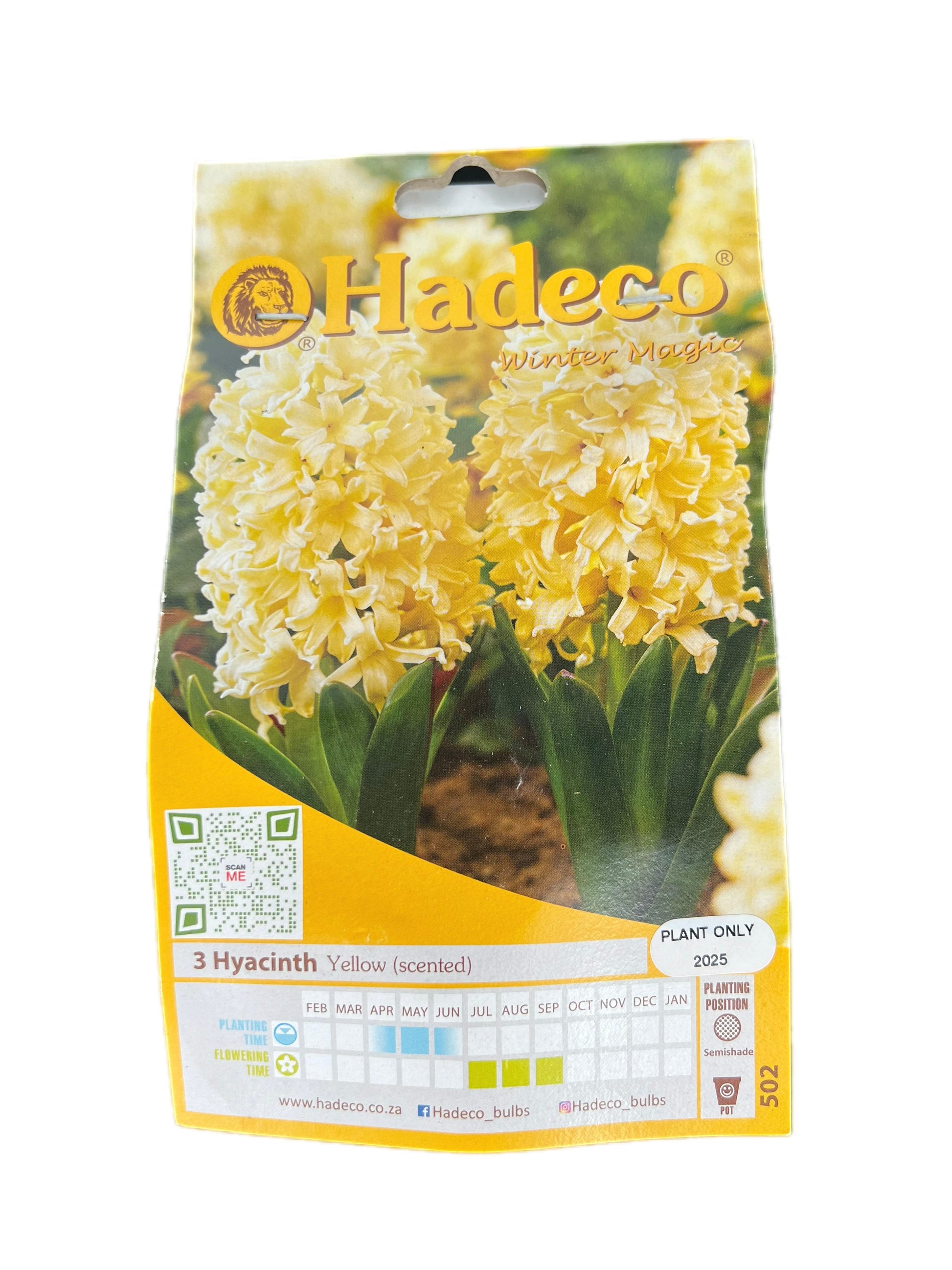 HaDeCo Yellow Hyacinth flower bulbs – 3 scented bulbs in winter magic planting pack