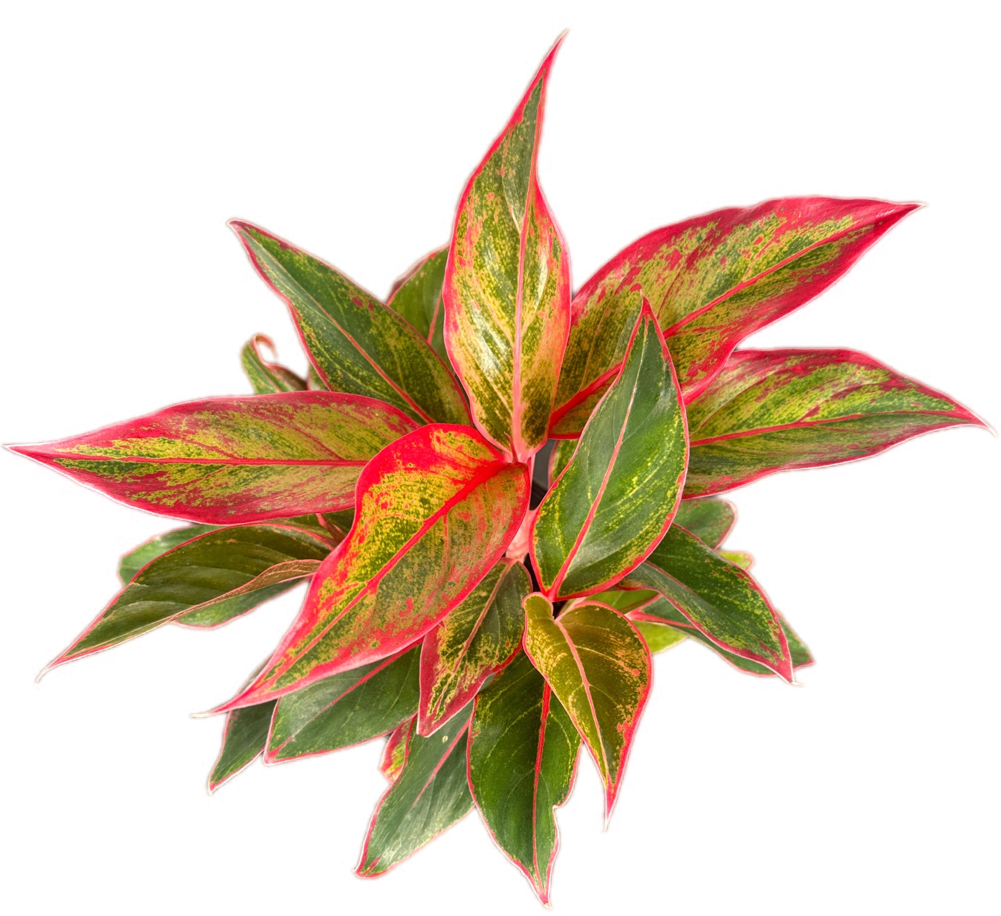 aglaonema king of siam Aglaonema 'King of Siam' – Wonderland Lifestyle Nursery