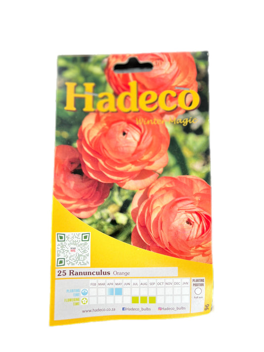 Packet of Hadeco Winter Magic Ranunculus Orange flower bulbs – 25 bulbs for vibrant orange blooms