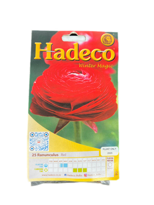 Hadeco Ranunculus red flower bulbs – winter magic 25-pack with large corms for winter planting