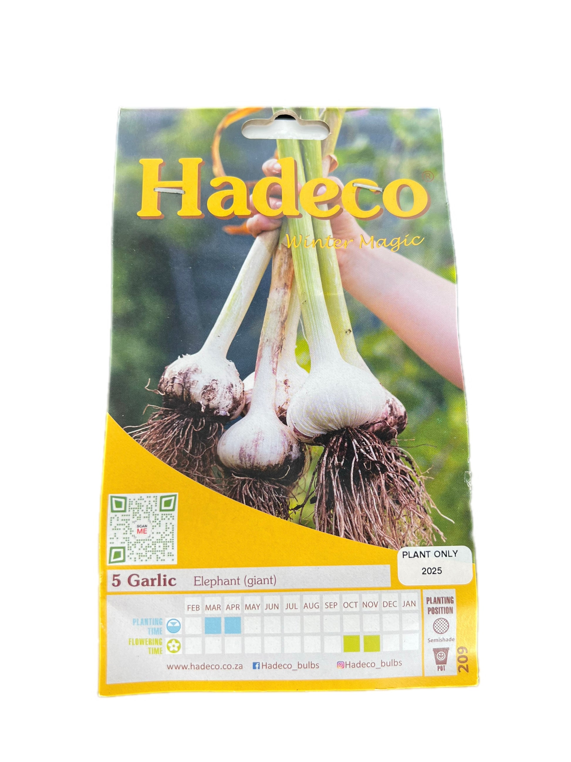 Hadeco Garlic Elephant Giant – 5-pack seed garlic bulbs for planting, ideal for winter gardens and strong-flavoured harvests