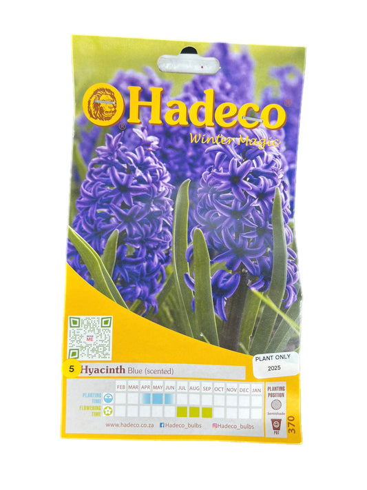 Hadeco Hyacinth Blue Scented – pack of 5 flower bulbs for fragrant spring blooms