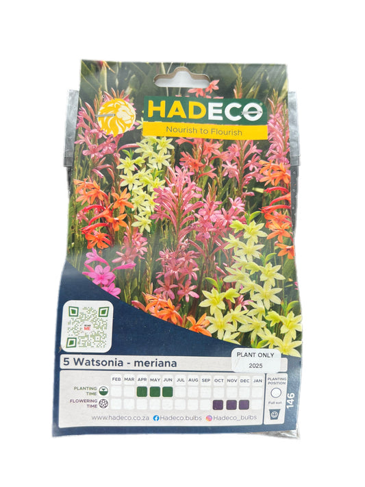 Hadeco Watsonia Meriana – Pack of 5 mixed-colour bulbs, perfect for adding vibrant vertical blooms to summer gardens