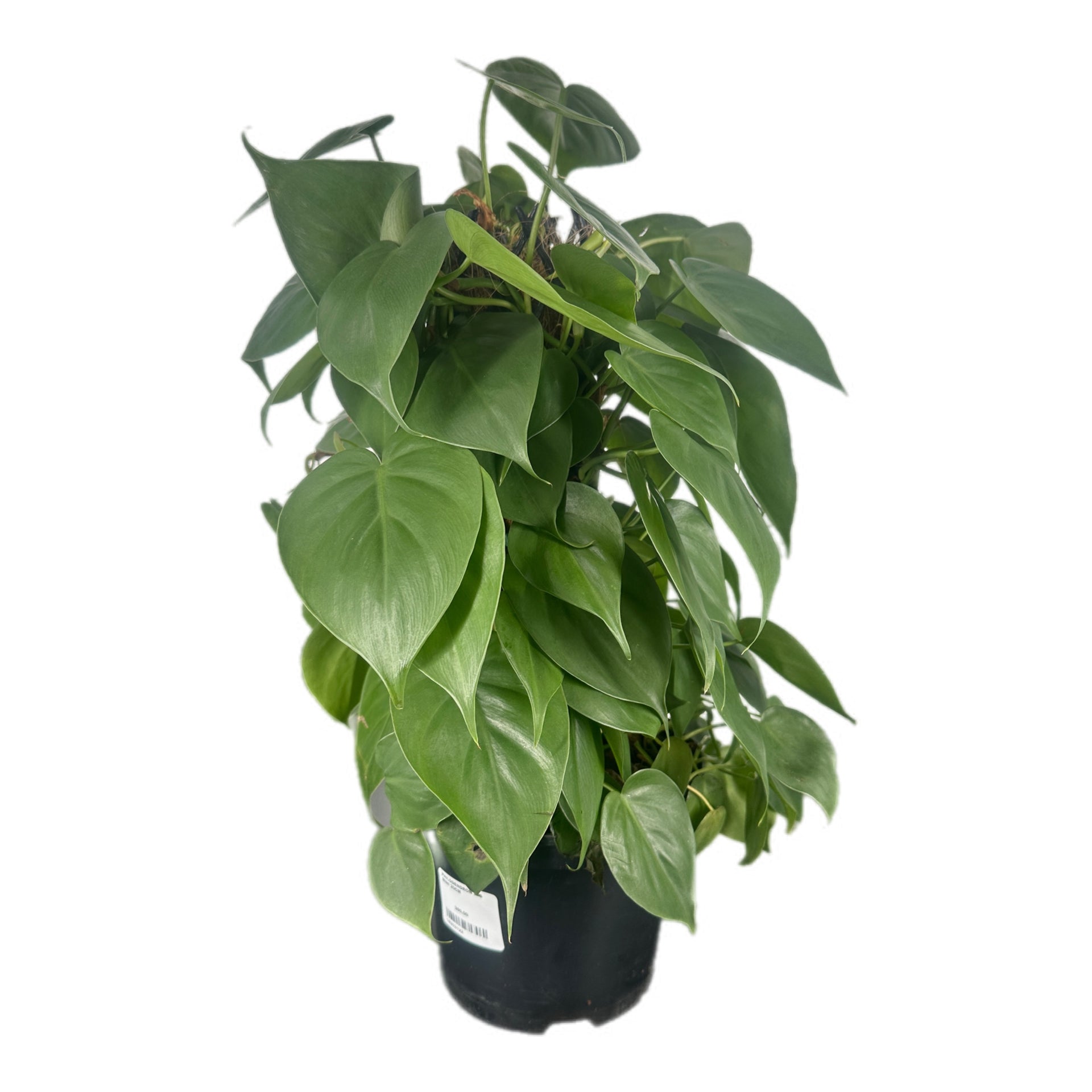 heart leaf philodendron on pole Heartleaf Philodendron – Wonderland Lifestyle Nursery