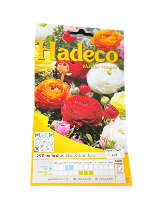 Hadeco Ranunculus flower bulbs – mixed colours, large corms, winter magic pack of 25