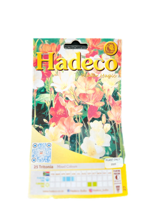 Hadeco Tritonia flower bulbs – mixed colour variety pack, 25 bulbs, for winter planting